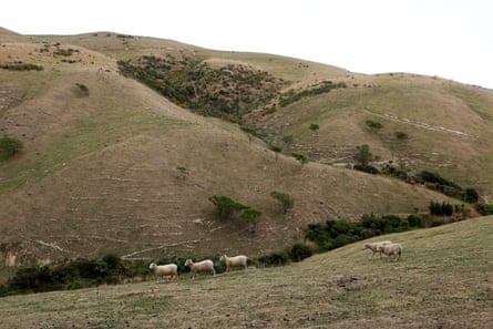 گوسفند در مزرعه جک و جیل فناتی