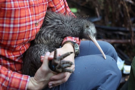 یکی از اعضای تیم پروژه کپیتال کیوی که یک کیوی نر را بعد از تعویض فرستنده روی پای پرنده قبل از انتشار مجدد در تپه تاوا، ایستگاه تراوهیتی، ولینگتون در دست دارد.