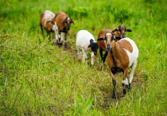 کاتوویتس – گوسفندها دوباره علف را می چینند