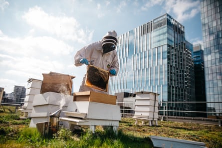 مردی با لباس زنبورداری روی یک تکه علف در میان ساختمان های مرتفع کندو می کند.