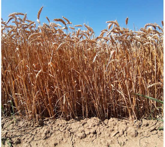 پایداری |  متن کامل رایگان |  تبدیل ضایعات زیست توده کشاورزی از کاه به محصولات زیستی مفید – الیاف گندم و سوخت های زیستی