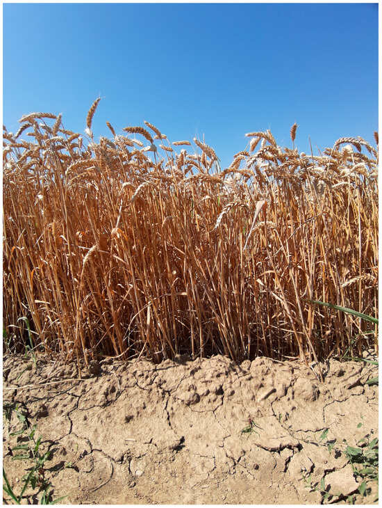پایداری |  متن کامل رایگان |  تبدیل ضایعات زیست توده کشاورزی از کاه به محصولات زیستی مفید – الیاف گندم و سوخت های زیستی