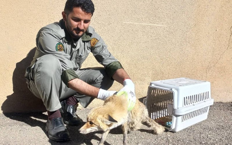   نجات روباه آسیب‌دیده در چالدران توسط دوستداران محیط زیست یک قلاده روباه که در اراضی طبیعی شهرستان چالدران بر اثر برخور…