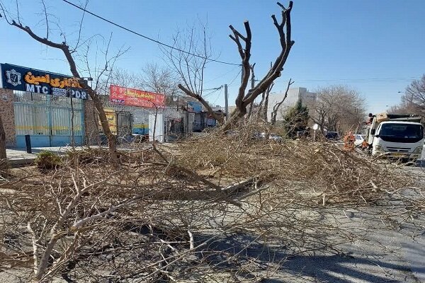 هرس ۱۳ هزار درخت در منطقه ۳ اصفهان انجام شد